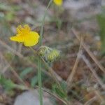 Helianthemum italicum 花