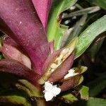 Tradescantia spathacea 花