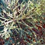 Juniperus turbinata 叶