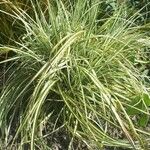 Carex ornithopoda Φύλλο