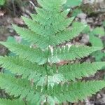 Dryopteris carthusiana Hoja