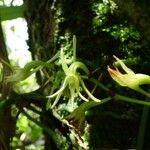 Angraecum calceolus Floare