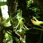 Angraecum calceolus फूल