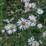 Symphyotrichum ericoides Květ