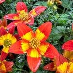 Bidens triplinervia Flor
