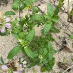 Monarda punctata Leaf