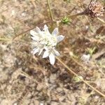Pycnocomon rutifolium Flor