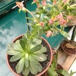 Echeveria affinis Ліст