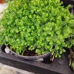 Selaginella kraussiana 叶