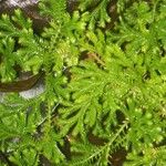 Selaginella concinna Hoja