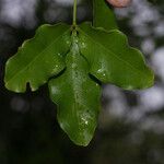 Vepris lanceolata Leaf