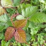 Rubus elegantispinosus Lehti