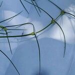 Spermacoce filifolia