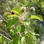 Amelanchier ovalisFlower