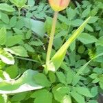 Tulipa agenensis Лист