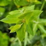Euphorbia lathyris Flower