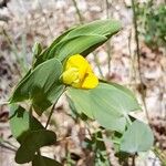 Lathyrus aphaca Fuelha