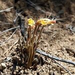 Orobanche fasciculata Hábito