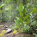 Hedycarya cupulata Habitus