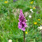 Dactylorhiza maculataЦвят