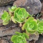 Aeonium glutinosum Blatt