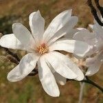 Magnolia stellata Floare