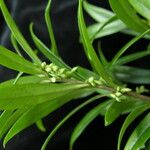 Sarcococca saligna موطن