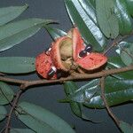 Xylopia crinita Fruit
