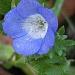 Nemophila menziesii Květ