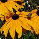 Rudbeckia fulgida Квітка