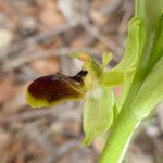 Ophrys aranifera 花