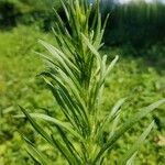 Conyza canadensis Leaf