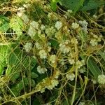 Cuscuta campestris Агульны выгляд