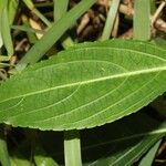 Strobilanthes hamiltonianus Leaf