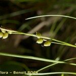 Carex alba Ostatní