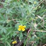 Potentilla erecta Flower