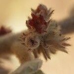 Waltheria indica Flower