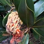 Magnolia grandiflora Fruit