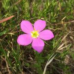 Sabatia campestris Flower