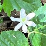 Rubus hispidus Çiçek