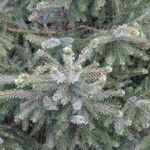 Picea omorika Hostoa