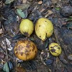 Picralima nitida Fruto