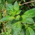 Ludwigia peruviana Leaf