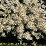 Symphyotrichum dumosum Egyéb