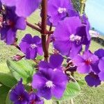 Tibouchina urvilleana Blomst