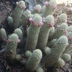 Mammillaria pottsii Leaf