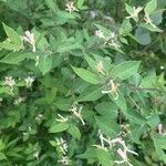 Lonicera tataricaপাতা