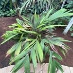 Calyptrocalyx hollrungii Hoja