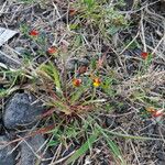 Crotalaria pumila عادت