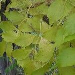 Campsis radicans Leaf